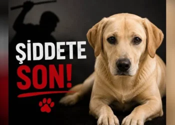 Sipahi’de köpeğin elektrik direğine asılarak öldürülmesiyle ilgili 1 kişi tutuklandı