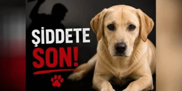 Sipahi’de köpeğin elektrik direğine asılarak öldürülmesiyle ilgili 1 kişi tutuklandı