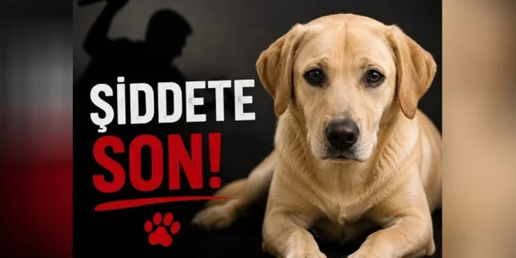 Sipahi’de köpeğin elektrik direğine asılarak öldürülmesiyle ilgili 1 kişi tutuklandı