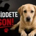 Sipahi’de köpeğin elektrik direğine asılarak öldürülmesiyle ilgili 1 kişi tutuklandı