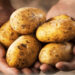 Patates üreticileri için itiraz süresi çarşambaya kadar uzatıldı