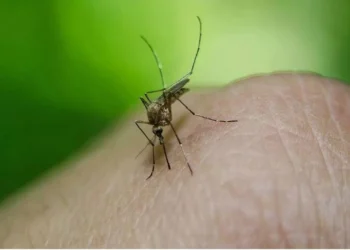 Sağlık Bakanlığı, Batı Nil Ateşi’nin belirtileri, klinik seyri ve korunma yöntemlerini açıkladı