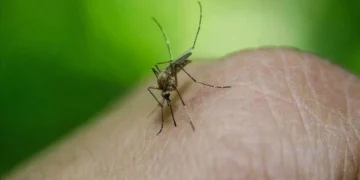 Sağlık Bakanlığı, Batı Nil Ateşi’nin belirtileri, klinik seyri ve korunma yöntemlerini açıkladı